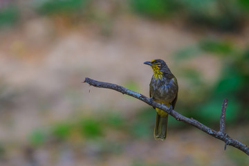 Stripe-throated Bulbul Bird, standing on a branch in nature