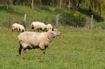 mouton en train de marcher