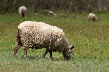 mouton dans un pré