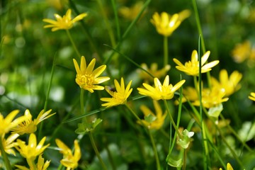 Wiese mit Scharbockskr&auml;utern