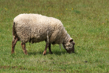 mouton dans un pré en train de manger