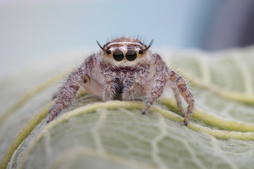 Spider jumping OLYMPUS DIGITAL CAMERA