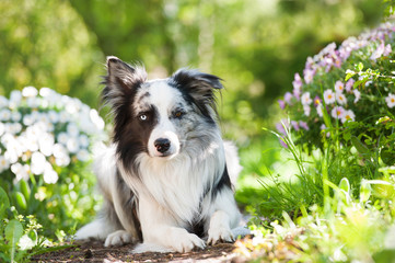 Border Collie