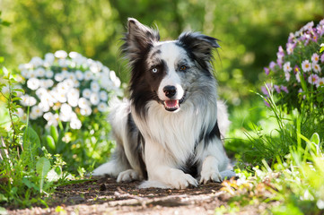 Border Collie