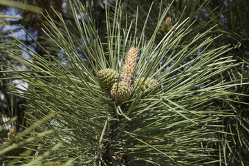 Naklejka na ściany i meble Young pine cones