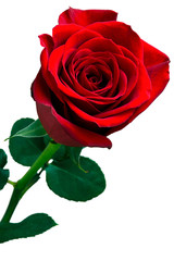 Red rose flower in white background