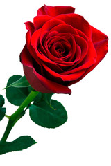 Fototapeta premium Red rose flower in white background