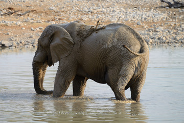 Elephants, Etosha National Park, Namibia