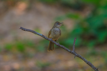 Streak-eared Bulbul (Pycnonotus blanfordi) in nature