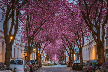 Kirschblüte in der Bonner Altsstadt