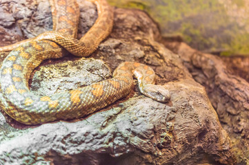 Long snake looks at the tree