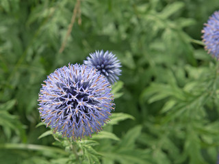 Kugeldistel, Echinops