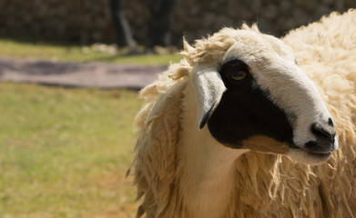 Fototapeta premium Sheep close up