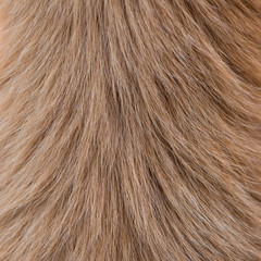 Fototapeta premium Dog fur texture