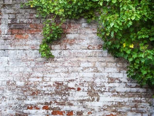 leaves on brick wall for wallpaper