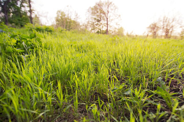 Green grass sunset background