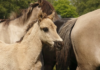 Obraz premium fohlen
