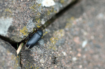 Aschgraue Sklavenameise