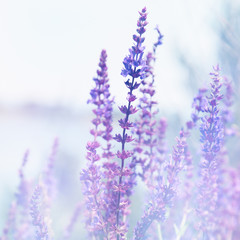 Fototapeta premium Wild flowers