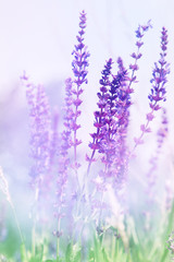 Naklejka premium Wild flowers in spring