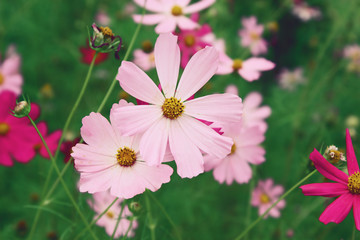 Pink flowers in the park.
