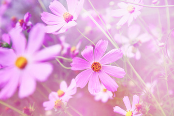 Pink flowers in the park.