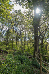 Fototapeta premium Dash Point Backlit Trees