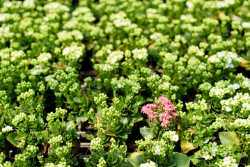 Pink flower among the green