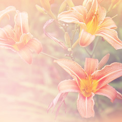 Floral background with orange flowers - 108812827