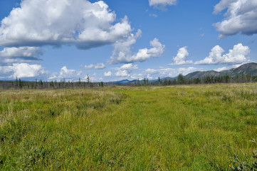 Fototapeta na wymiar Swampy plain under the blue sky.