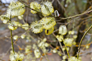 Spring, flowering willow.