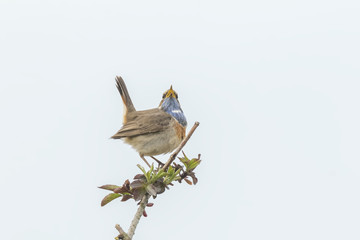 Bluethroat display