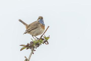 Bluethroat display
