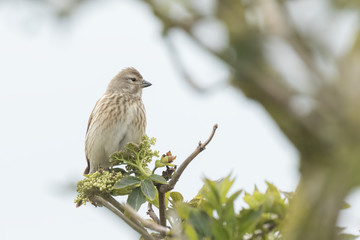 Female reed bunting Emberiza schoeniclus