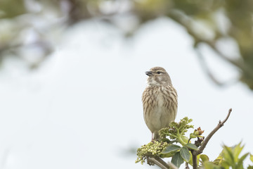 Female reed bunting Emberiza schoeniclus