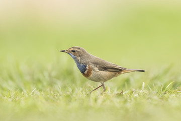 Bluethroat foraging in grass