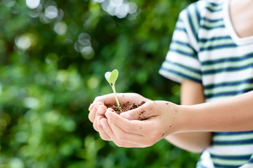 Young seedling in little hands