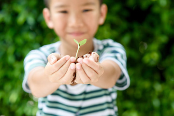 Young seedling in little hands