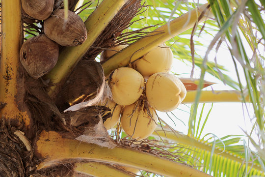 Coconut on tree