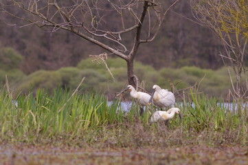 Spatules blanches dans leur milieu naturel