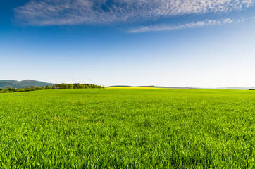 Green field and blue sky