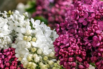 lilac purple and white close up
