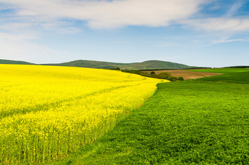 Fototapeta premium Yellow oilseed rape field under the blue sky with sun