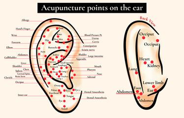 Reflex zones on the ear. Acupuncture points on the ear. Map of acupuncture points (reflex zones) on the ear.  - obrazy, fototapety, plakaty