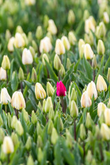 Obraz na płótnie Canvas Tulips on the field