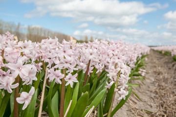 Obraz premium hyacinths from Amsterdam