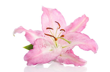 single lilly flower isolated on white