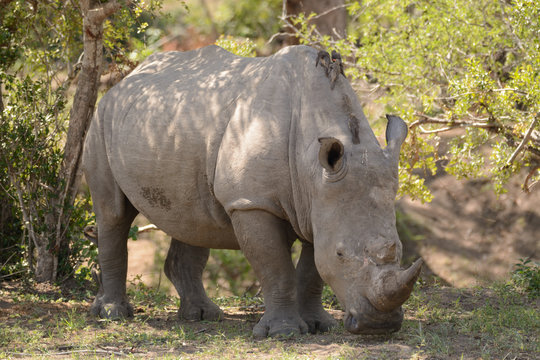 White Rhinoceros grazing in the shade to escape the hot African midday sun