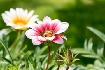 Obraz premium Bee on a red flower