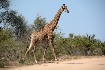 Giraffe about to cross the road
